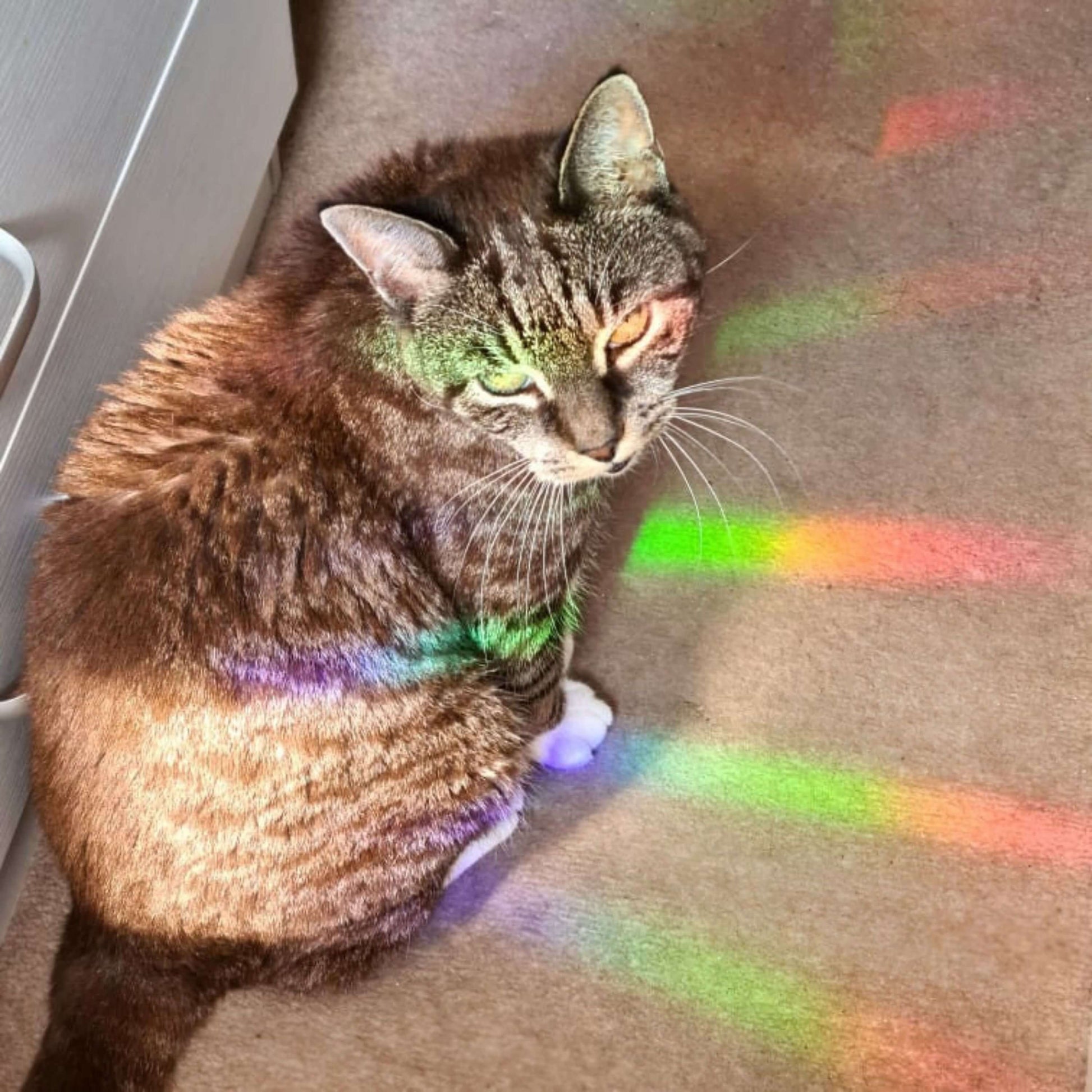 Rainbows being cast all over a beige carpeted floor and a sat down tabby cat from the Don't Burn Yourself Out Sun Catcher Rainbow Window Sticker. The holographic design is inspired by self care.